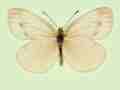 Pieris napi female (aberrant form fuscosignata) (Internet Image property of respective owner, non-commercial use only)